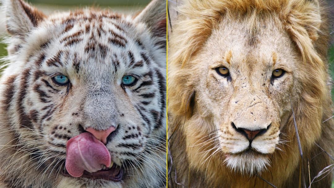 10 Wild Animals You Could Never Actually Keep as a Pet